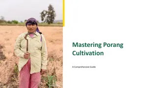 Comprehensive Guide to Porang Cultivation: Location Selection, Land Preparation, and Yield Potential