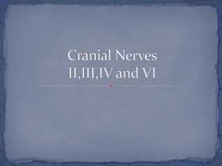 Understanding the Optic Nerve and Visual Pathway in Human Anatomy