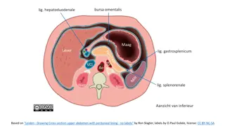Cross-section Images of Upper Abdomen Anatomy with Peritoneal Lining Details
