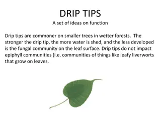 Function of Drip Tips in Rainforest Ecosystems