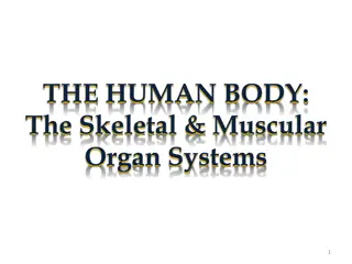Fascinating Insights into the Skeletal System & Muscular Organ Systems