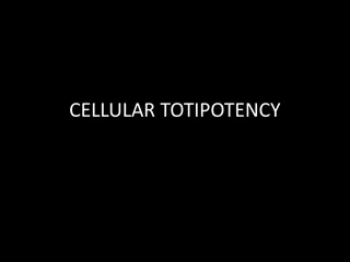Cellular Totipotency: Understanding the Potential of Single Cells