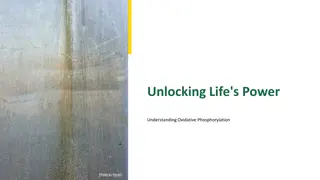 Understanding Oxidative Phosphorylation: The Essence of Energy and Life