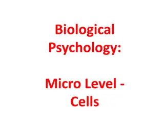 Understanding Historical Perspectives on the Brain and Cells in Biological Psychology