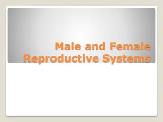 Understanding the Male and Female Reproductive Systems