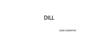 Benefits and Culinary Uses of Dill - Anethum graveolens