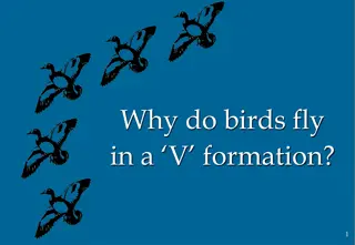Benefits of Birds Flying in V Formation and Life Lessons