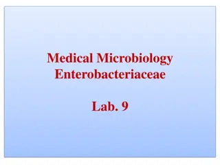 Enterobacteriaceae Identification and Testing in Medical Microbiology Lab