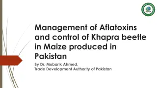 Managing Aflatoxins and Khapra Beetle in Maize Production - Pakistan Insights