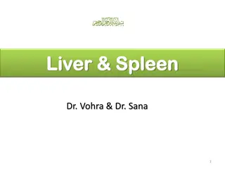 Understanding Liver and Spleen Anatomy and Functions
