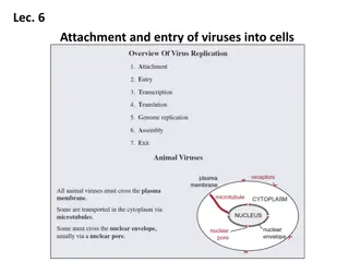 Understanding Virus Attachment and Entry into Host Cells