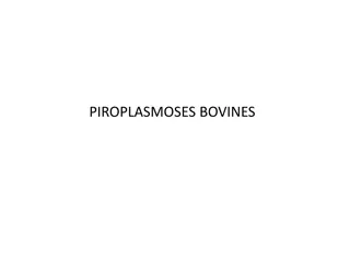 Hyalomma Detritum: Lifecycle of Bovine Piroplasmosis Vectors