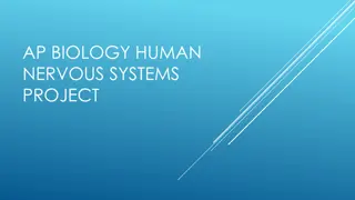 Understanding the Human Nervous System in AP Biology