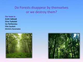 Causes and Solutions for Forest Destruction