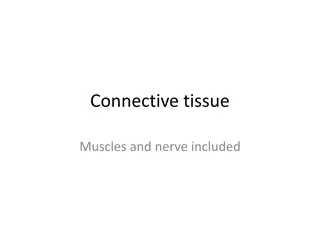 Dive Into the Fascinating World of Connective Tissues and Muscles