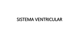 Understanding the Ventricular System in the Brain