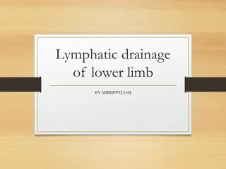Understanding Lymphatic Drainage of Lower Limb