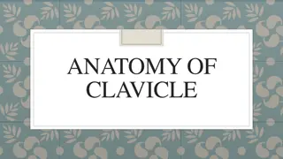 Understanding the Anatomy of Clavicle