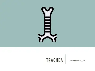 Trachea Anatomy: Structure, Function, and Position