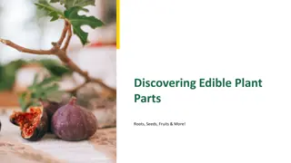 Exploring the Edible Parts of Plants: Roots, Seeds, Fruits, and More!
