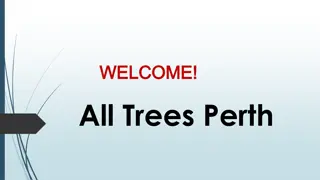 Best Tree Services in Joondalup