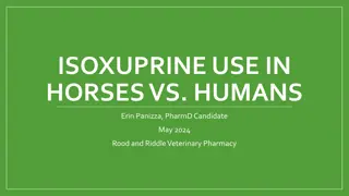 Comparison of Isoxuprine Use in Horses and Humans