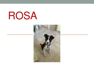 Meet Rosa: A Black and White Dog Who Loves Chicken