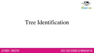 Understanding Tree Identification, Forested Land, and Dendrology