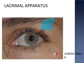 Understanding the Lacrimal Apparatus and Tear Formation Process