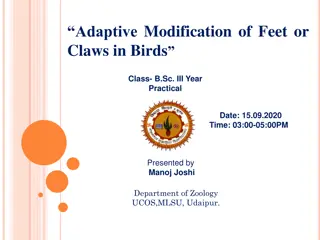 Adaptive Modification of Feet or Claws in Birds - B.Sc. Zoology Practical Insights