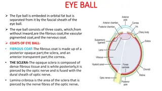 Anatomy of the Eye: Structure and Function Overview