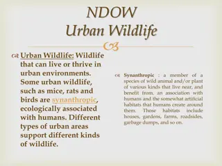 Urban Wildlife: Symbiotic Creatures Thriving Amid Human Habitats