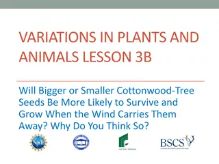 Survival of Cottonwood Tree Seeds in Wind: Bigger vs. Smaller Impact
