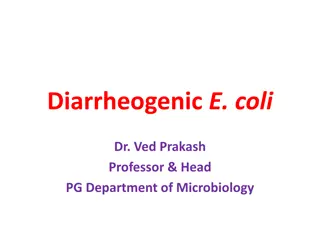 E.coli Infections: Types, Symptoms, and Mechanisms Explained