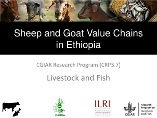 Enhancing Value Chains in Ethiopian Livestock and Fish Programs