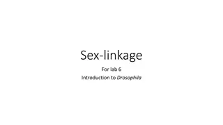 Understanding Sex Determination: Insights from Drosophila and Humans