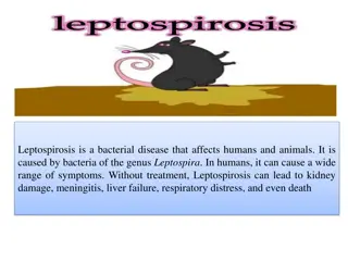Leptospirosis: Causes, Symptoms, and Prevention