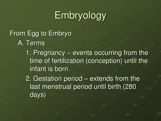 Understanding the Journey from Fertilization to Embryo Development