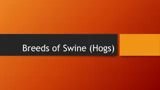 Explore Swine Breeds - Hampshire, Yorkshire, Landrace & More