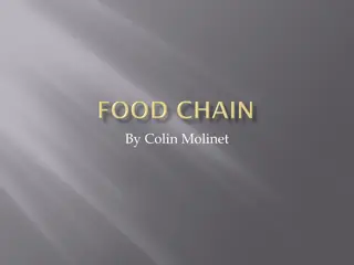 Understanding the Food Chain in Ecosystems