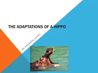 Fascinating Insights into Hippopotamus Adaptations and Behavior