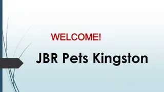 Best Puppy Training in Fyshwick