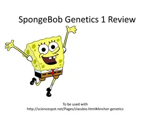 Genetics Review with SpongeBob: Heterozygous, Homozygous, and Phenotypes