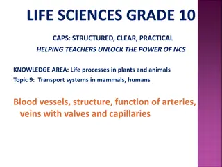 Understanding Blood Vessels and Transport Systems in Humans