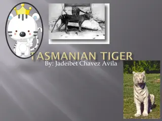 Fascinating Facts about the Tasmanian Tiger
