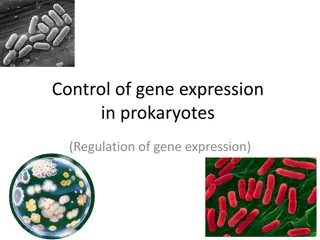 Understanding Prokaryotic Gene Expression Regulation