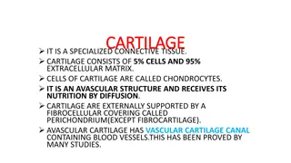 Understanding Cartilage: Types and Characteristics