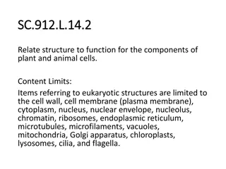 Understanding Eukaryotic Cell Structure Components