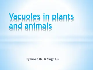 Insight into Vacuoles in Plant and Animal Cells