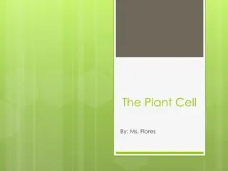 Understanding the Components of a Plant Cell | Ms. Flores